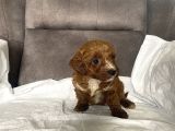 Mi̇ni̇ Boy Maltipoo Erkek Yavrularim