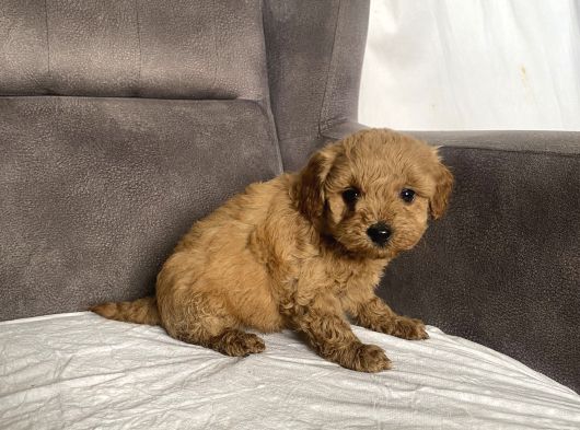 Mi̇ni̇ Boy Maltipoo Erkek Yavrularim görsel