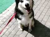 Sibirya Kurdu-Husky