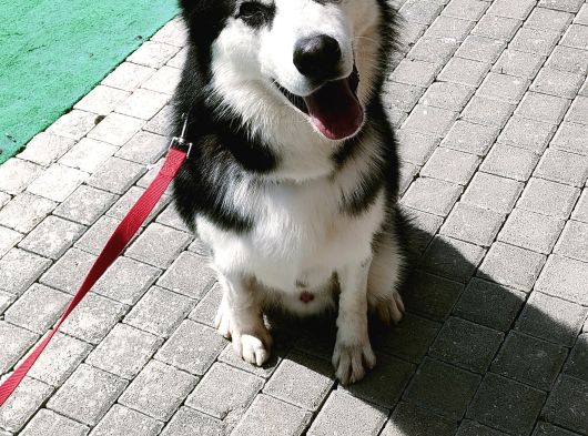 Sibirya Kurdu-Husky görsel