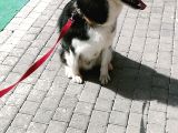Sibirya Kurdu-Husky