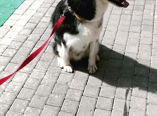 Sibirya Kurdu-Husky görsel