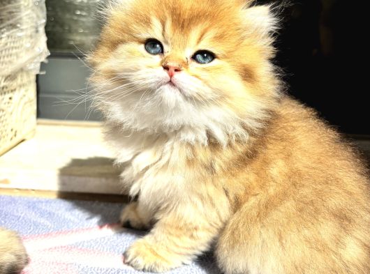 Mükemmel British Longhair görsel