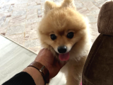 Pomerian Boo