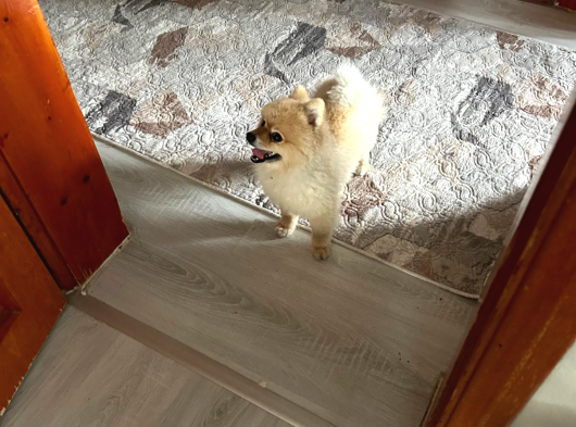 Pomerian Boo görsel