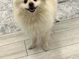 Pomerian Dişi