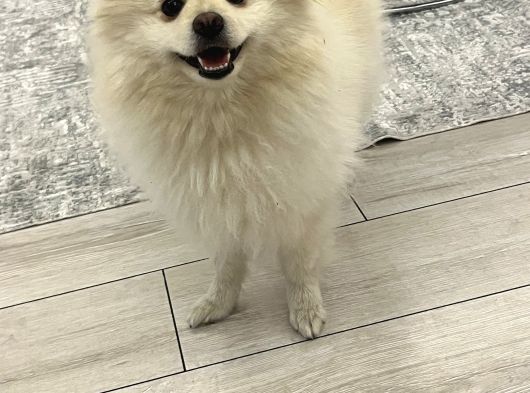 Pomerian Dişi görsel