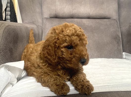 Mi̇ni̇ Boy Maltipoo Erkek Yavrumuz görsel
