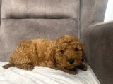 Mi̇ni̇ Boy Maltipoo Erkek Yavrumuz