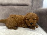 Mi̇ni̇ Boy Maltipoo Erkek Yavrumuz
