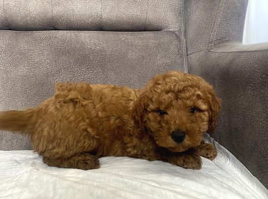 Mi̇ni̇ Boy Maltipoo Erkek Yavrumuz görsel