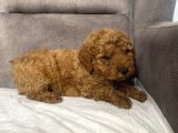 Mi̇ni̇ Boy Maltipoo Erkek Yavrumuz