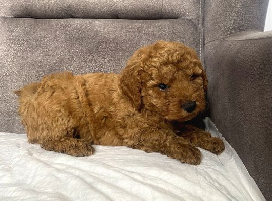 Mi̇ni̇ Boy Maltipoo Erkek Yavrumuz görsel