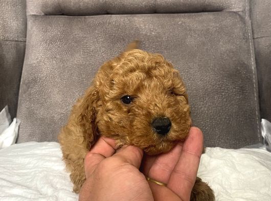 Mi̇ni̇ Boy Maltipoo Erkek Yavrumuz görsel