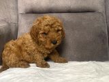 Mi̇ni̇ Boy Maltipoo Erkek Yavrumuz