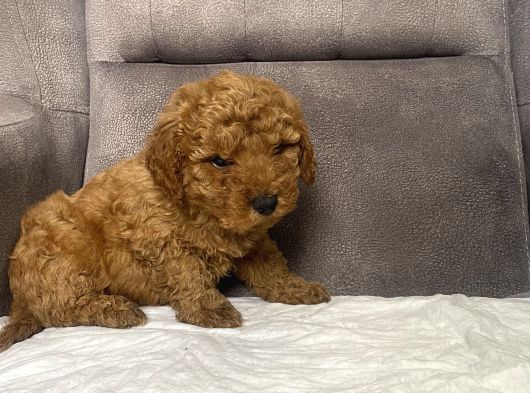Mi̇ni̇ Boy Maltipoo Erkek Yavrumuz görsel