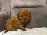 Mi̇ni̇ Boy Maltipoo Erkek Yavrumuz