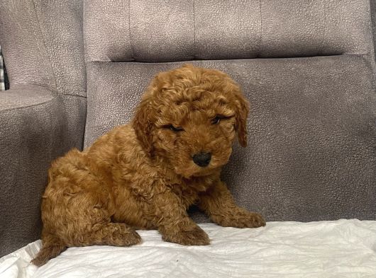 Mi̇ni̇ Boy Maltipoo Erkek Yavrumuz görsel