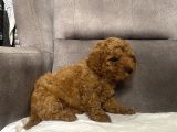 Mi̇ni̇ Boy Maltipoo Erkek Yavrumuz