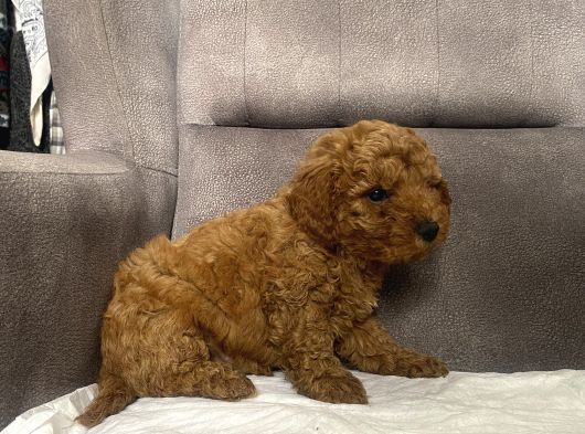 Mi̇ni̇ Boy Maltipoo Erkek Yavrumuz görsel