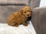 Poodle Tüy Yapisinda Maltipoo Oğlumuz