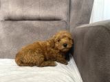 Poodle Tüy Yapisinda Maltipoo Oğlumuz