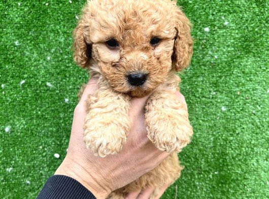Toy Poodle Yavrular Aşılı Tuvalet Eğitimli görsel