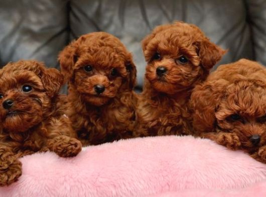 Orjinal Toy Poodle Yavruları