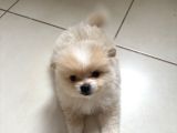 Pomeranian Beyaz Ve Kahverengi Köpek Sahiplendirme