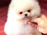 Boo Pomeranian Teddy Bear Yavrularımız