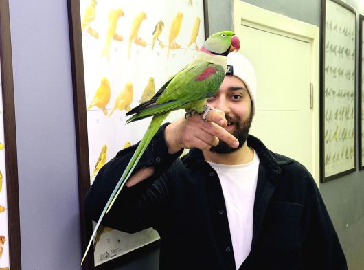 Konuşan Halkali Alexander İskender Papağani görsel