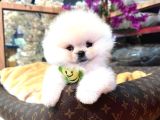 Ayıcık Surat Boo isteyenler içindir