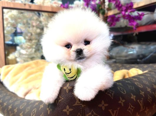 Ayıcık Surat Boo isteyenler içindir
