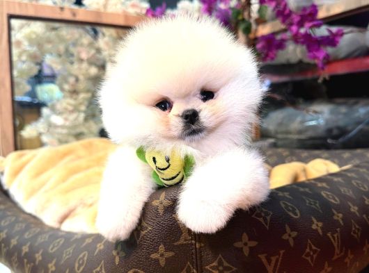 Ayıcık Surat Boo Isteyenler Içindir görsel