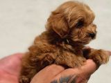 Sevimli Maltipoo Yavruları