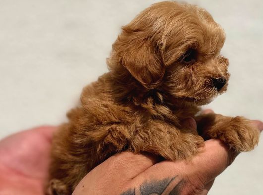 Sevimli Maltipoo Yavruları görsel
