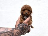 Sevimli Maltipoo Yavruları