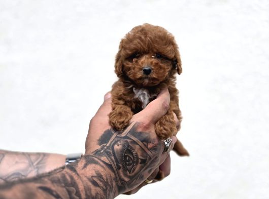 Sevimli Maltipoo Yavruları görsel