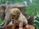 Safkan Toy Poodle Yavru