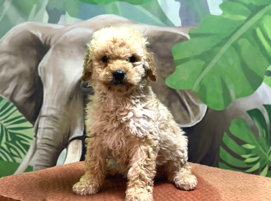 Safkan Toy Poodle Yavru