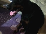 Anne Baba  Fci̇ Ki̇f A Secere Doberman Yavruları