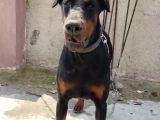 Anne Baba  Fci̇ Ki̇f A Secere Doberman Yavruları