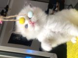Safkan Ragdoll Yavrular