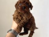En Miniğinden En Koyusundan Kore Kan Poodle Yavrularımız