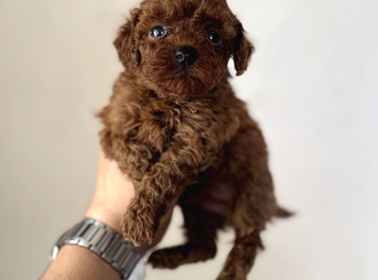 En Miniğinden En Koyusundan Kore Kan Poodle Yavrularımız görsel