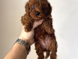 En Miniğinden En Koyusundan Kore Kan Poodle Yavrularımız