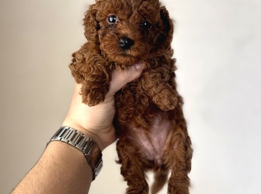 En Miniğinden En Koyusundan Kore Kan Poodle Yavrularımız görsel