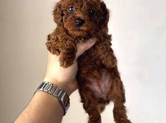En Koyusundan Red Brown Kore Kan Poodle Yavrular görsel