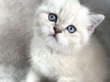 Safkan Blupoint Erkek Yavrumuz