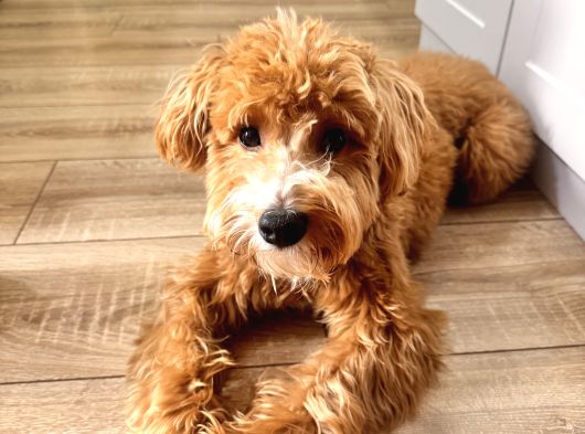 Yakışıklı Oğlumuz Nohut Maltipoo İçin Eş Arıyoruz görsel